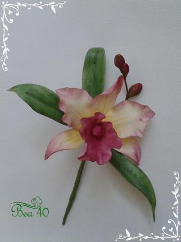 orchidea brassolaeliacattleaya