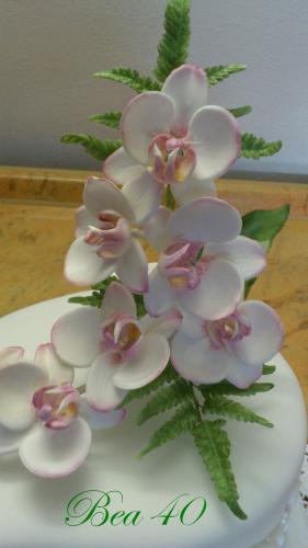 orchidea month
